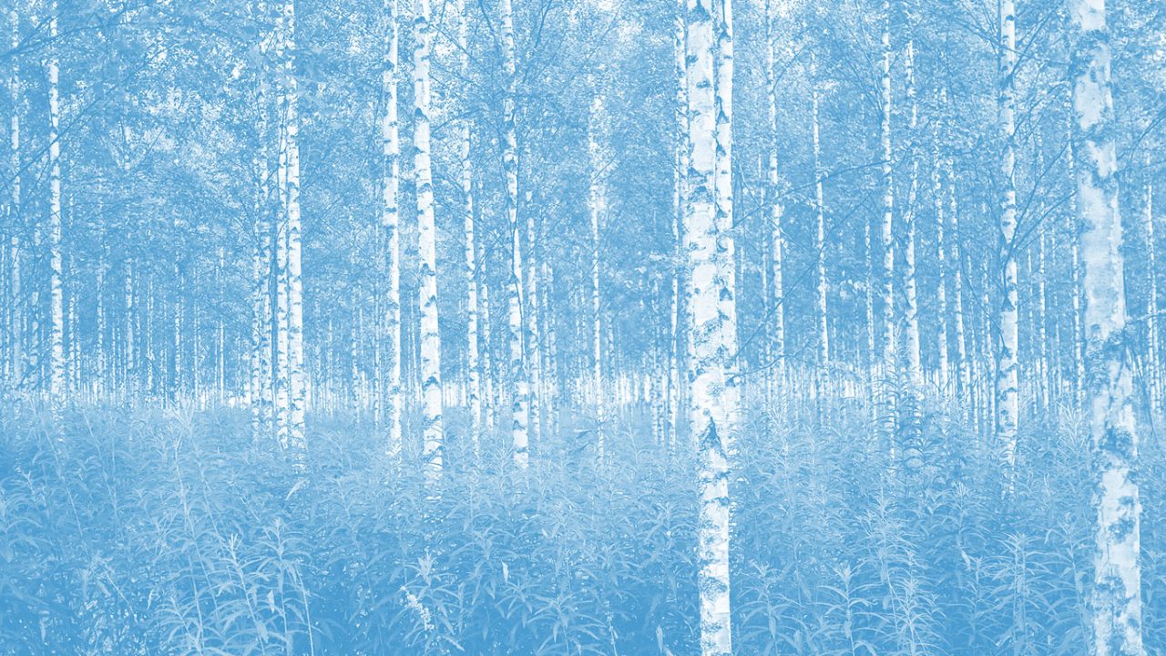 Finnish forest